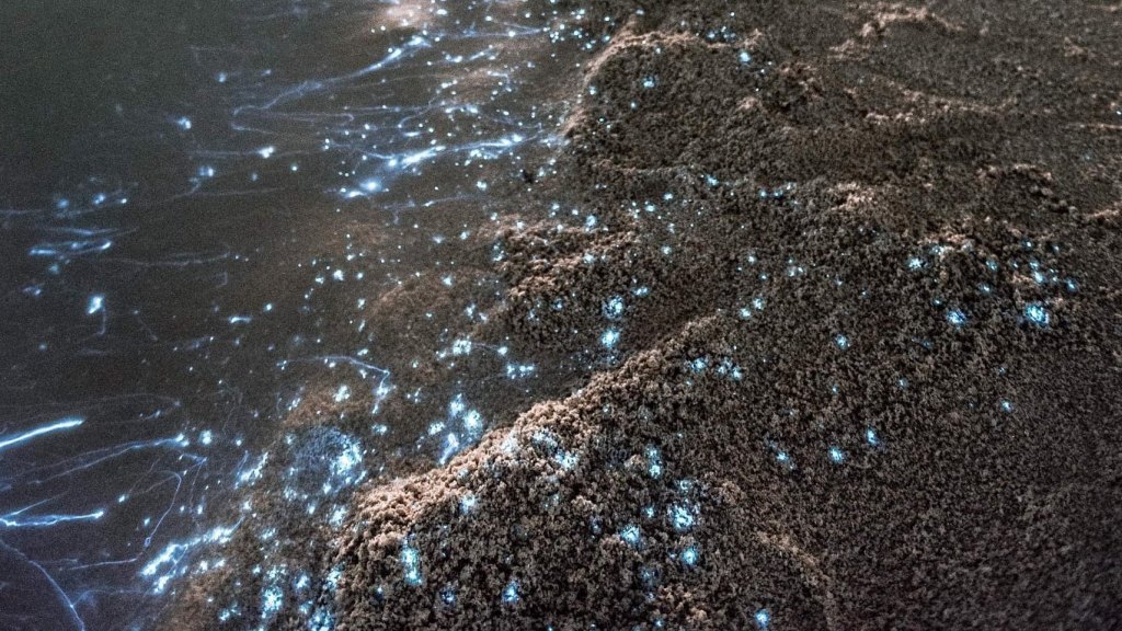 Holbox – bioluminiscența